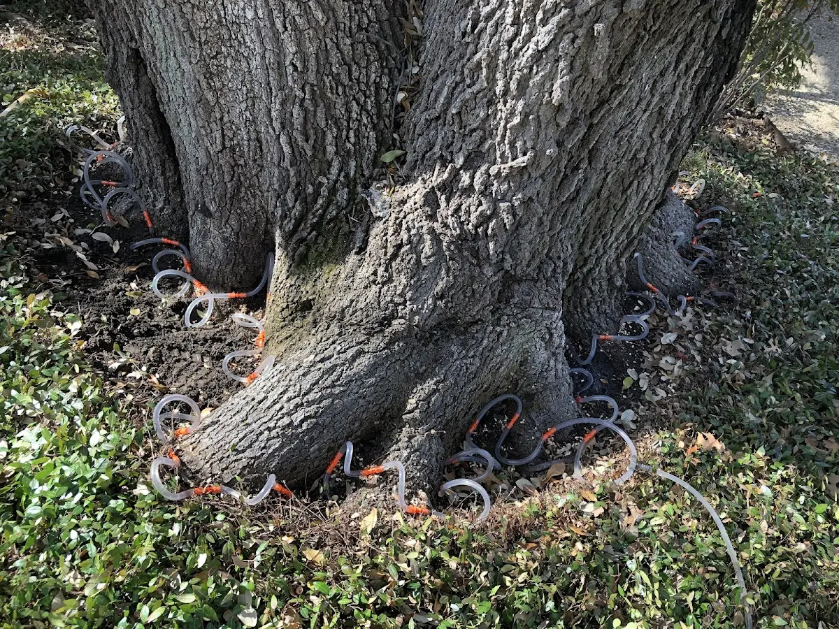 Detailed Tree Cabling and Bracing job site in Greenwood